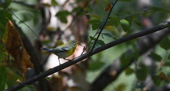 Image of Northern Parula