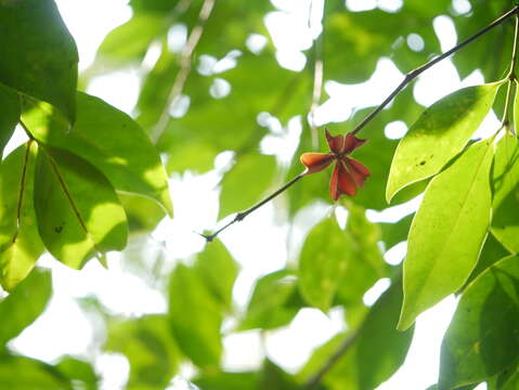 Слика од Euonymus indicus Heyne ex Roxb.