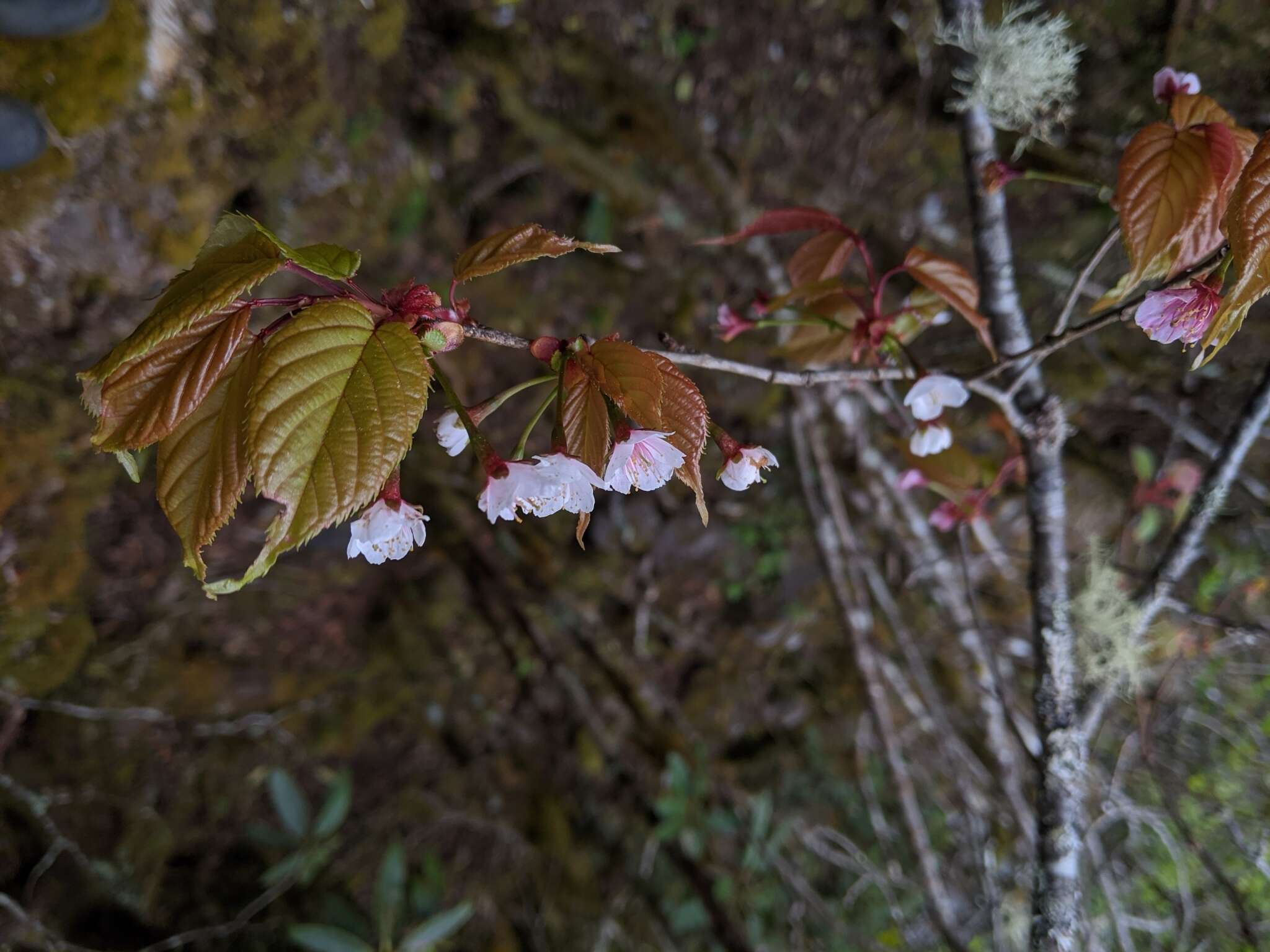 Image of Prunus transarisanensis