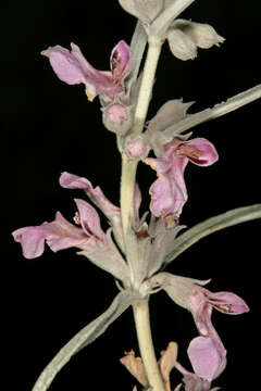 Imagem de Stachys rugosa Aiton