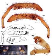 Image of Aptostichus bonoi Bond 2012