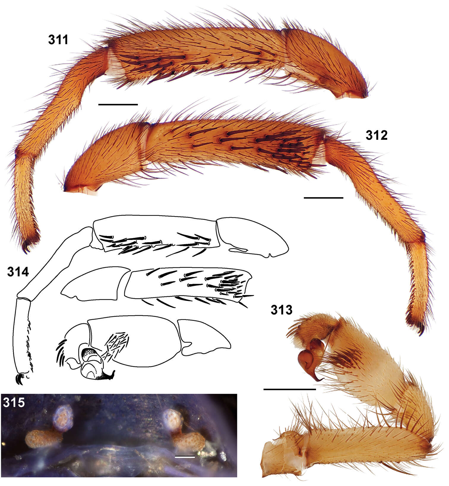 Image of Aptostichus bonoi Bond 2012