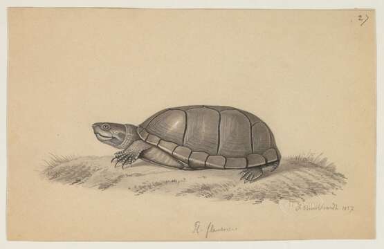 Image of mud turtle