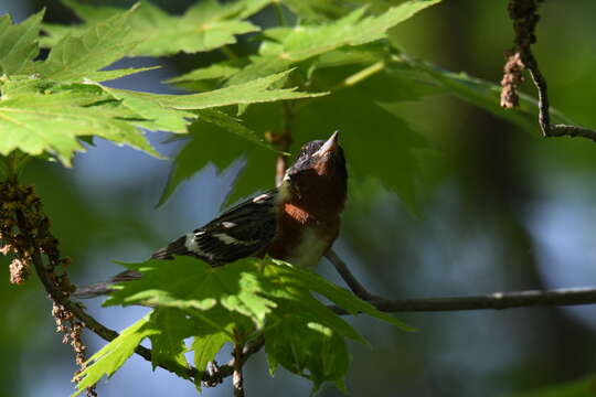 Imagem de Setophaga castanea (Wilson & A 1810)