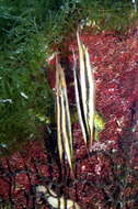 Image of Hinged shrimpfish