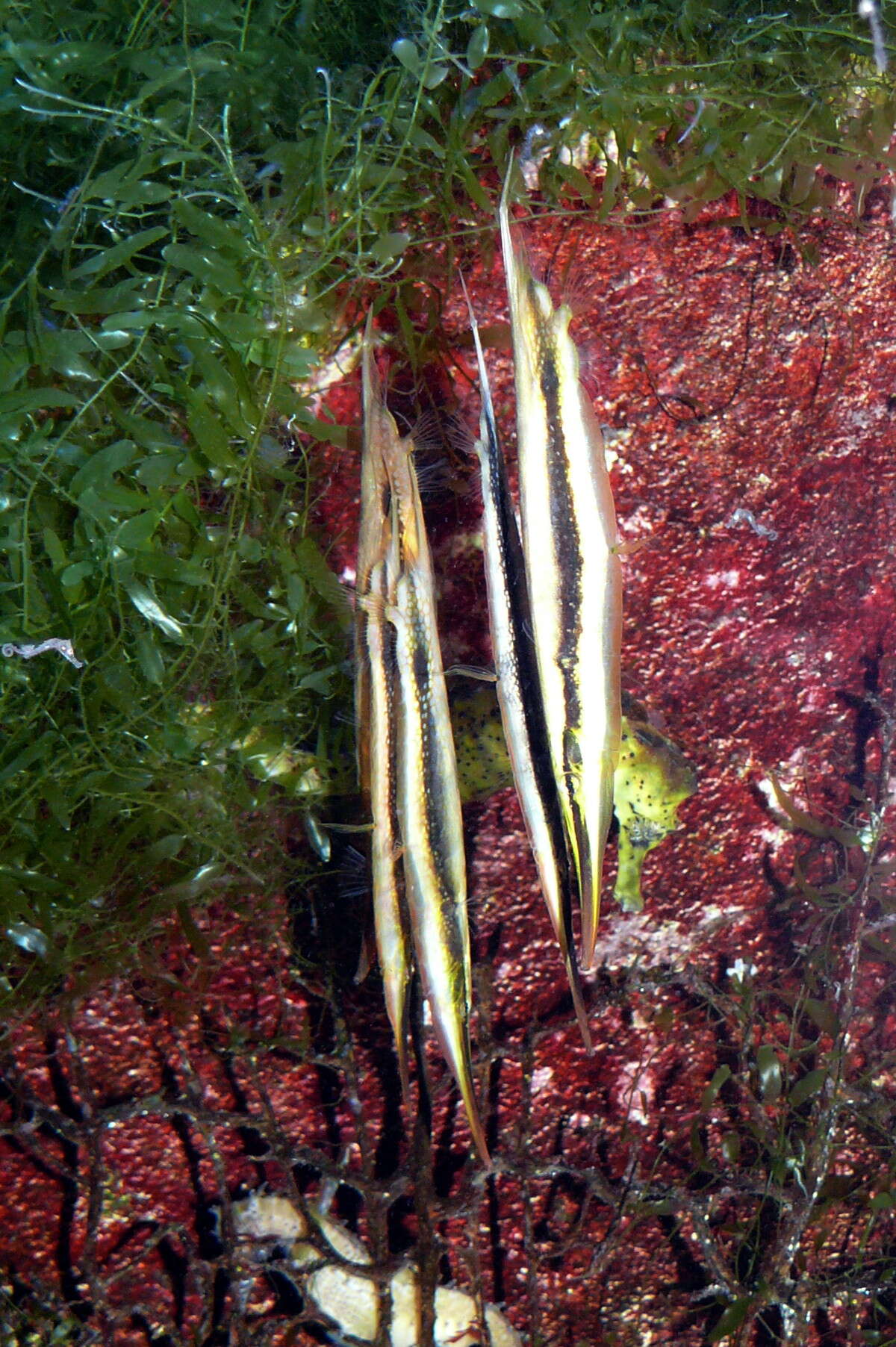 Image of Hinged shrimpfish