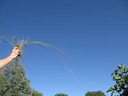 Image de Eragrostis leptostachya (R. Br.) Steud.