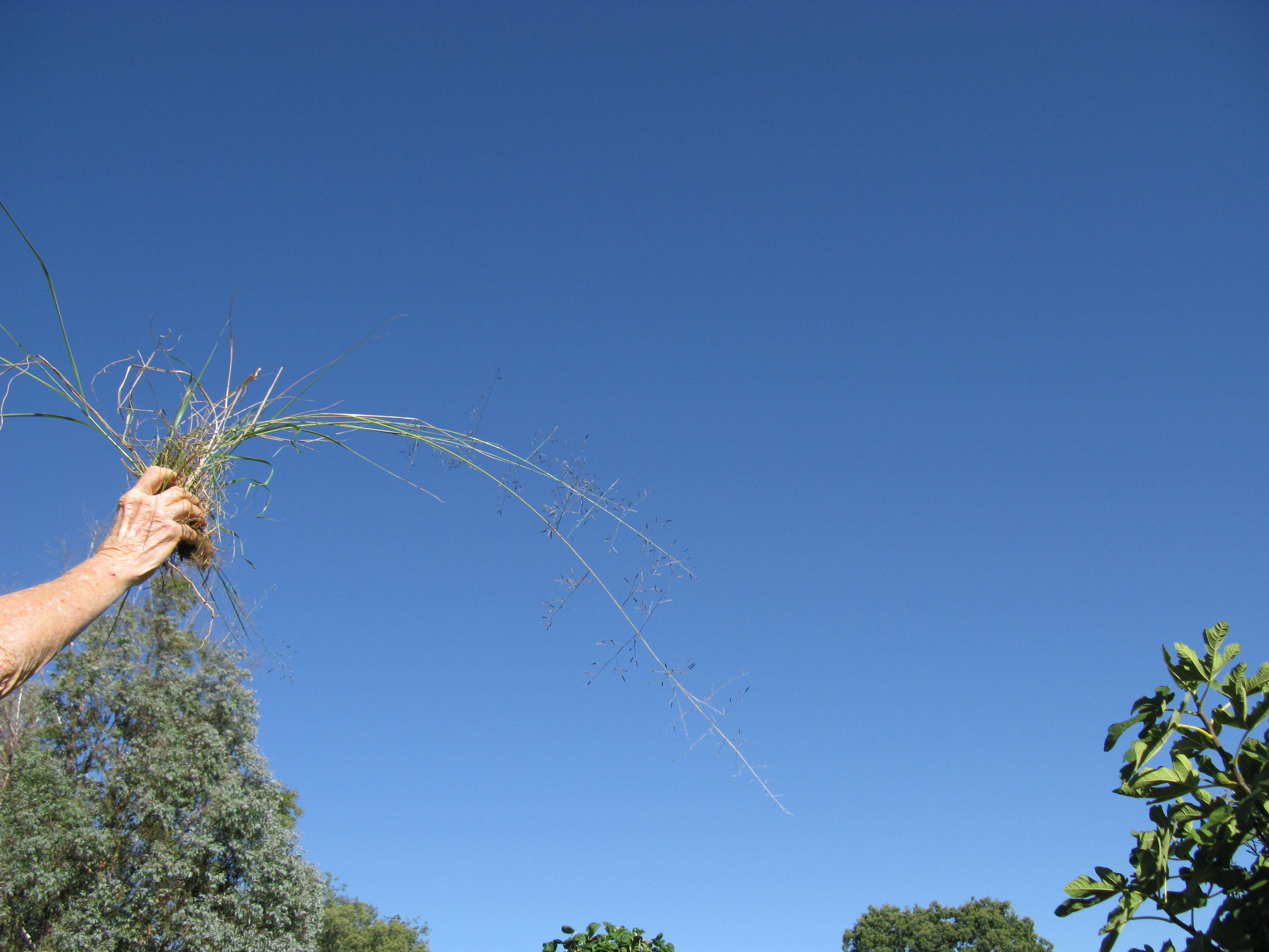 Image de Eragrostis leptostachya (R. Br.) Steud.