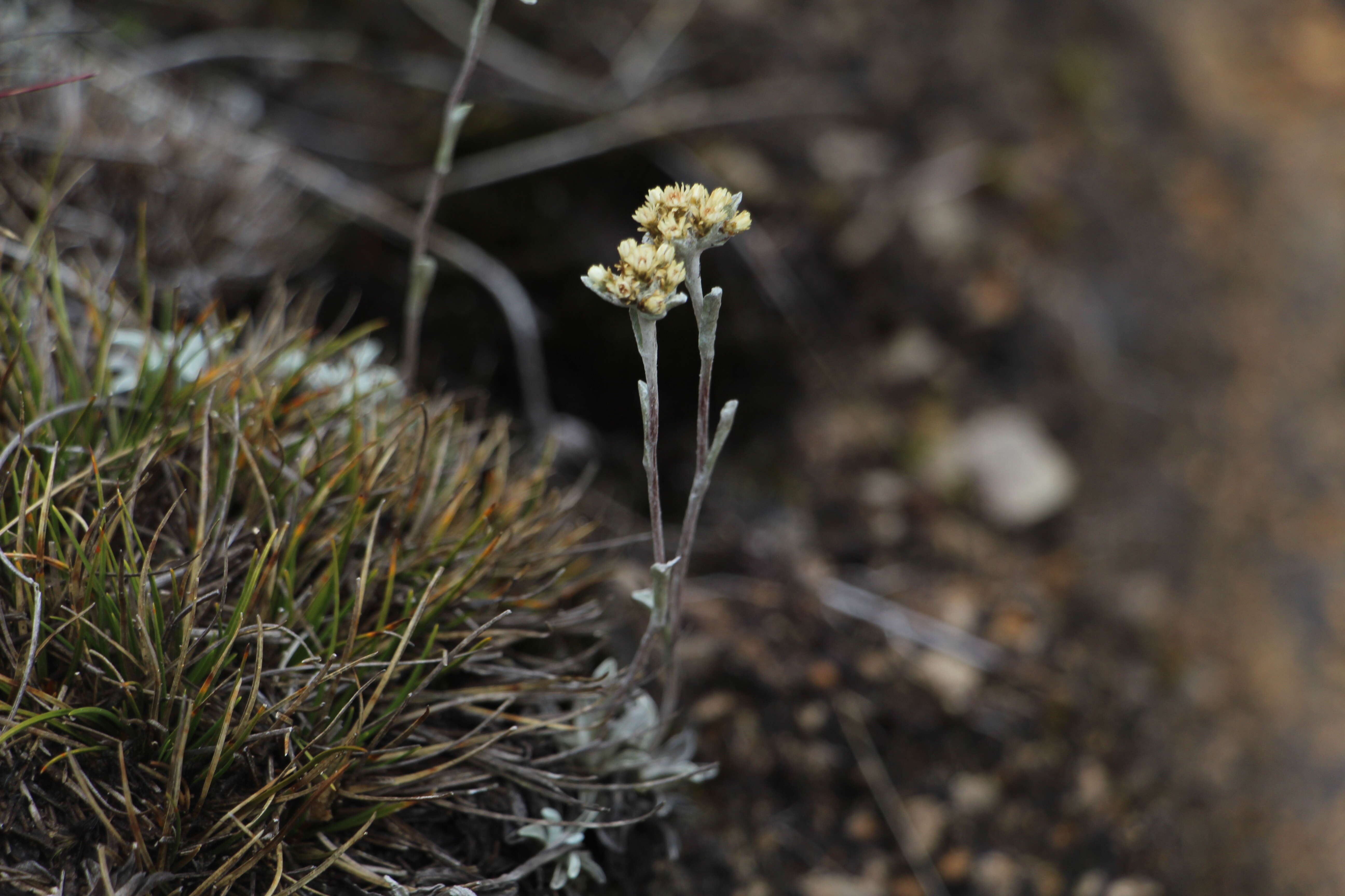 Слика од Pseudognaphalium