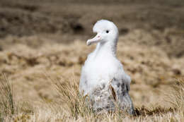 Image of Amsterdam Albatross