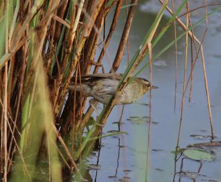 Image of Sedge Warbler