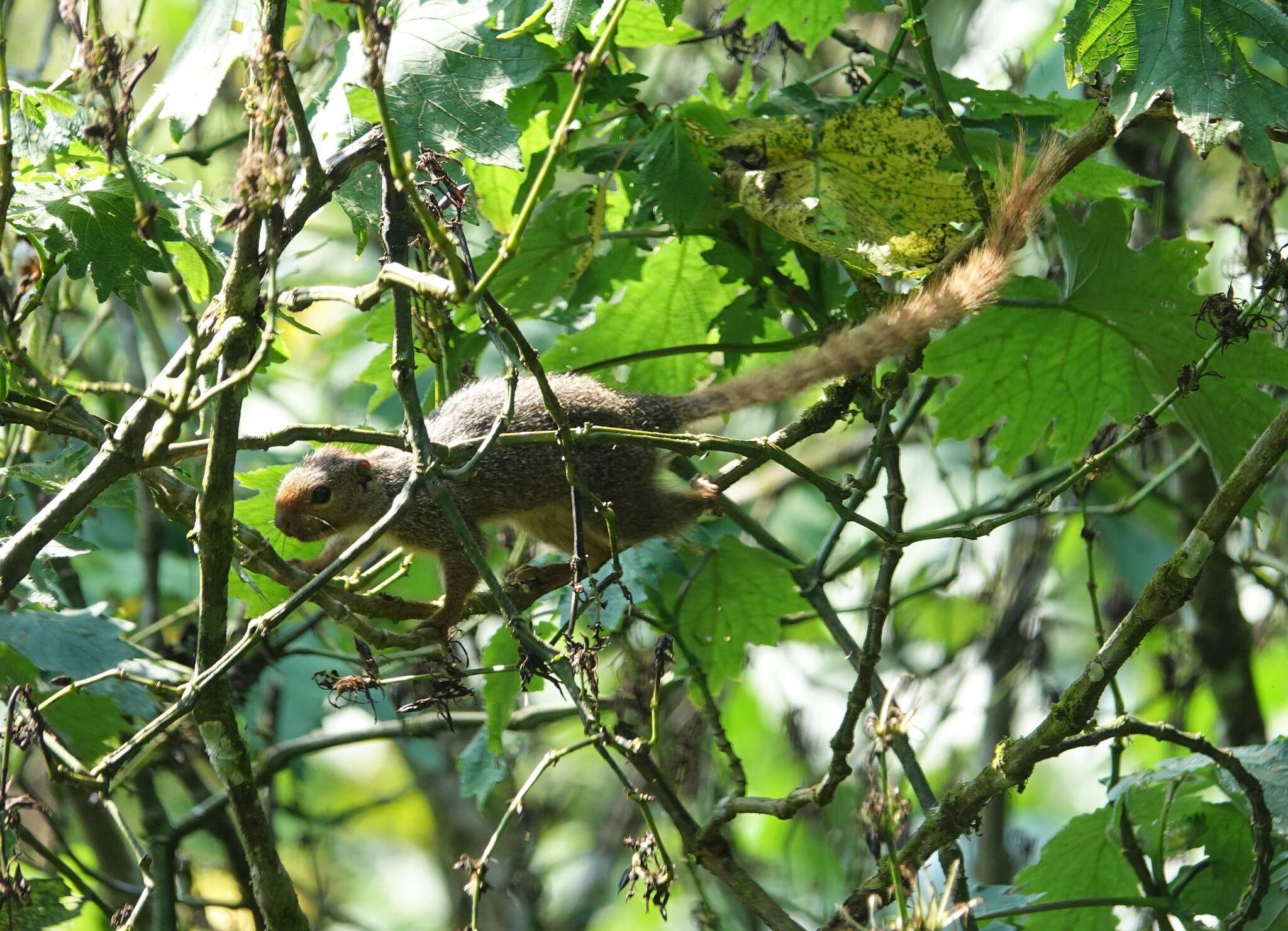 Image of Rwenzori Sun Squirrel