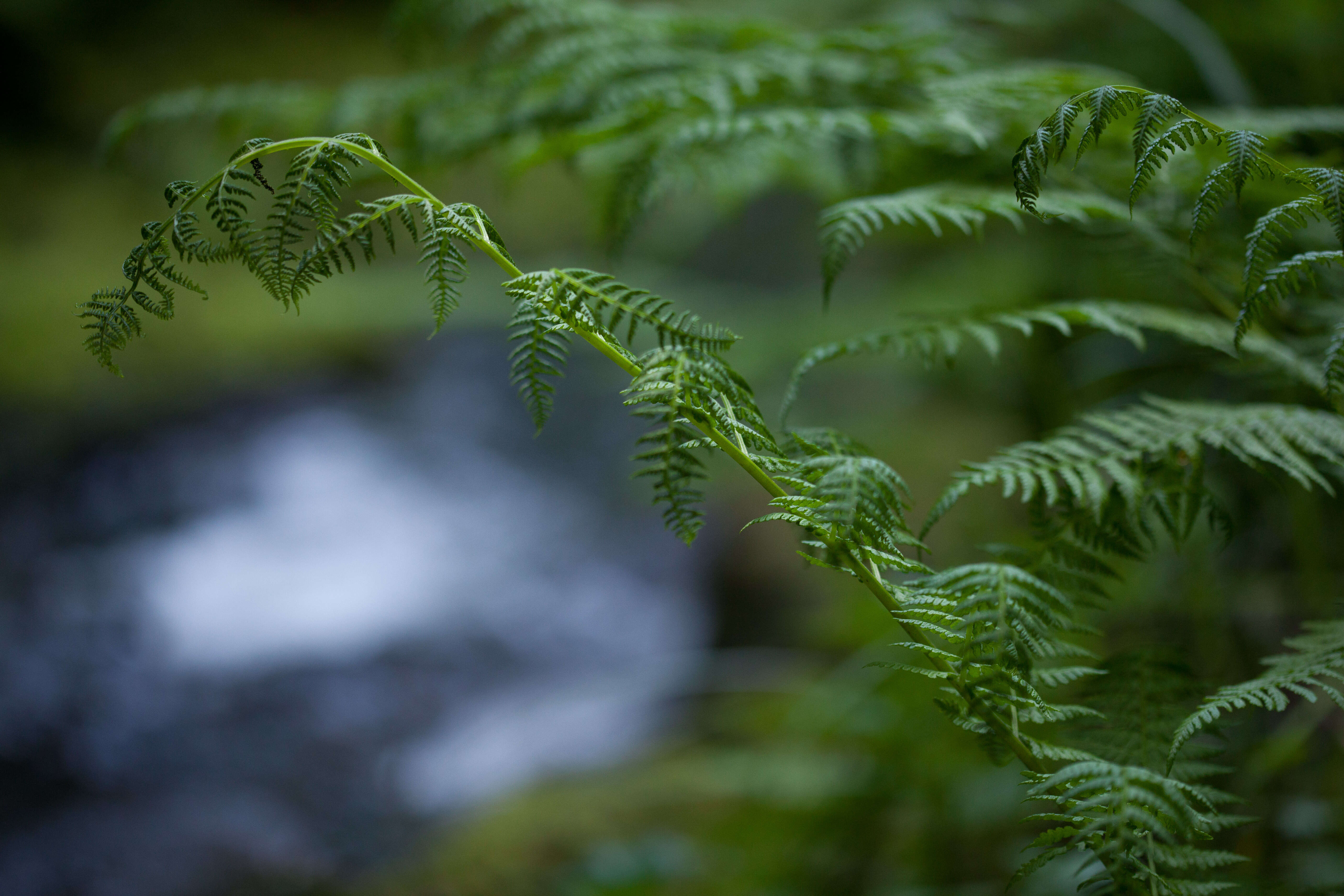 Imagem de Pteridophyta