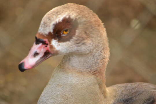 Image of Egyptian Goose