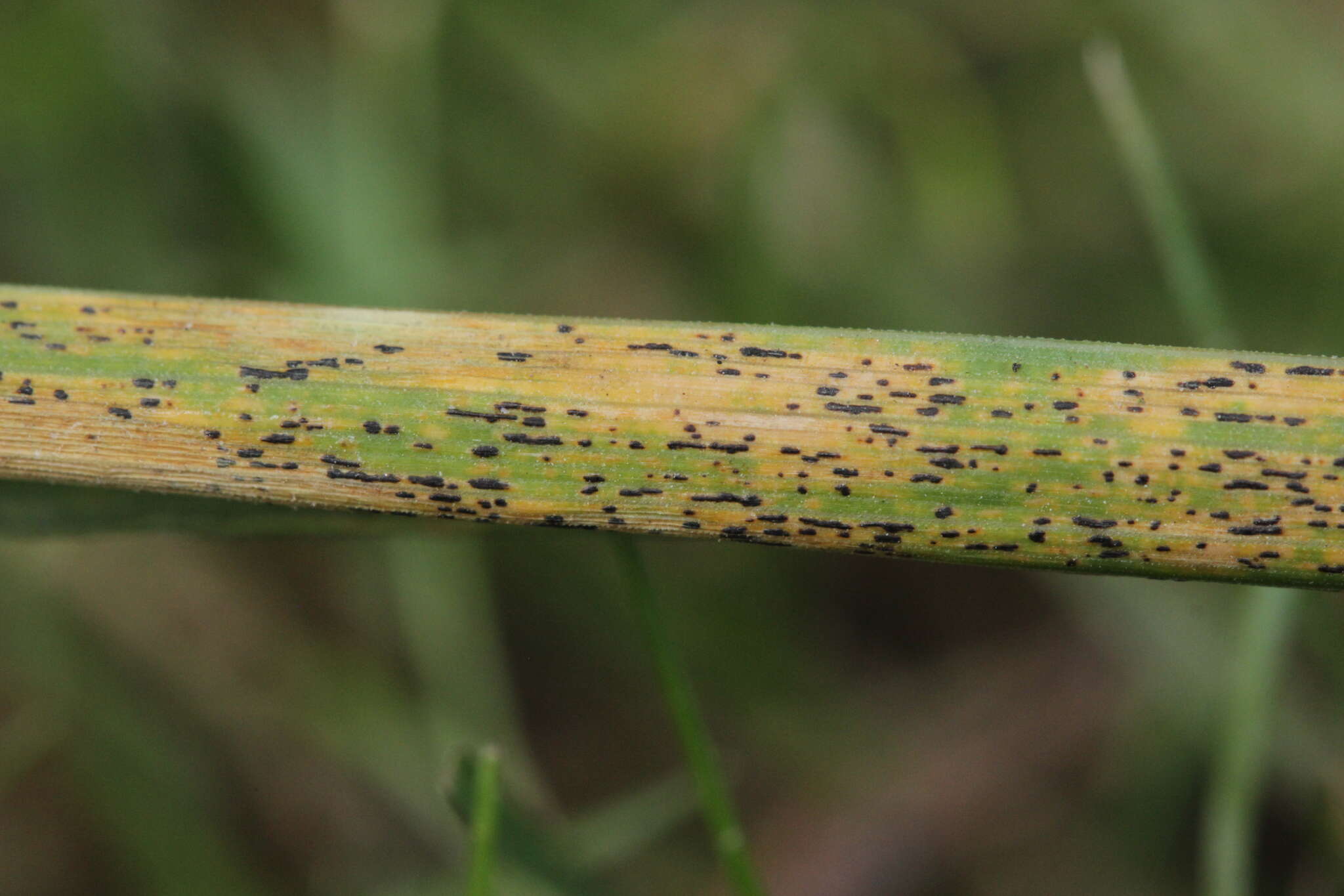 Imagem de Calamagrostis epigejos (L.) Roth