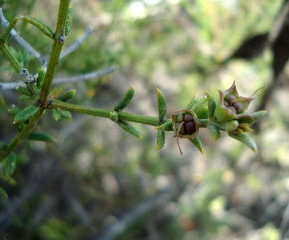 Image of Westringia rigida R. Br.