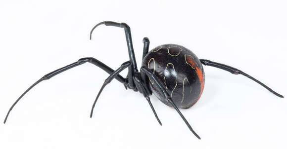 Latrodectus umbukwane的圖片