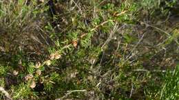 Image of Leptospermum arachnoides Gaertner