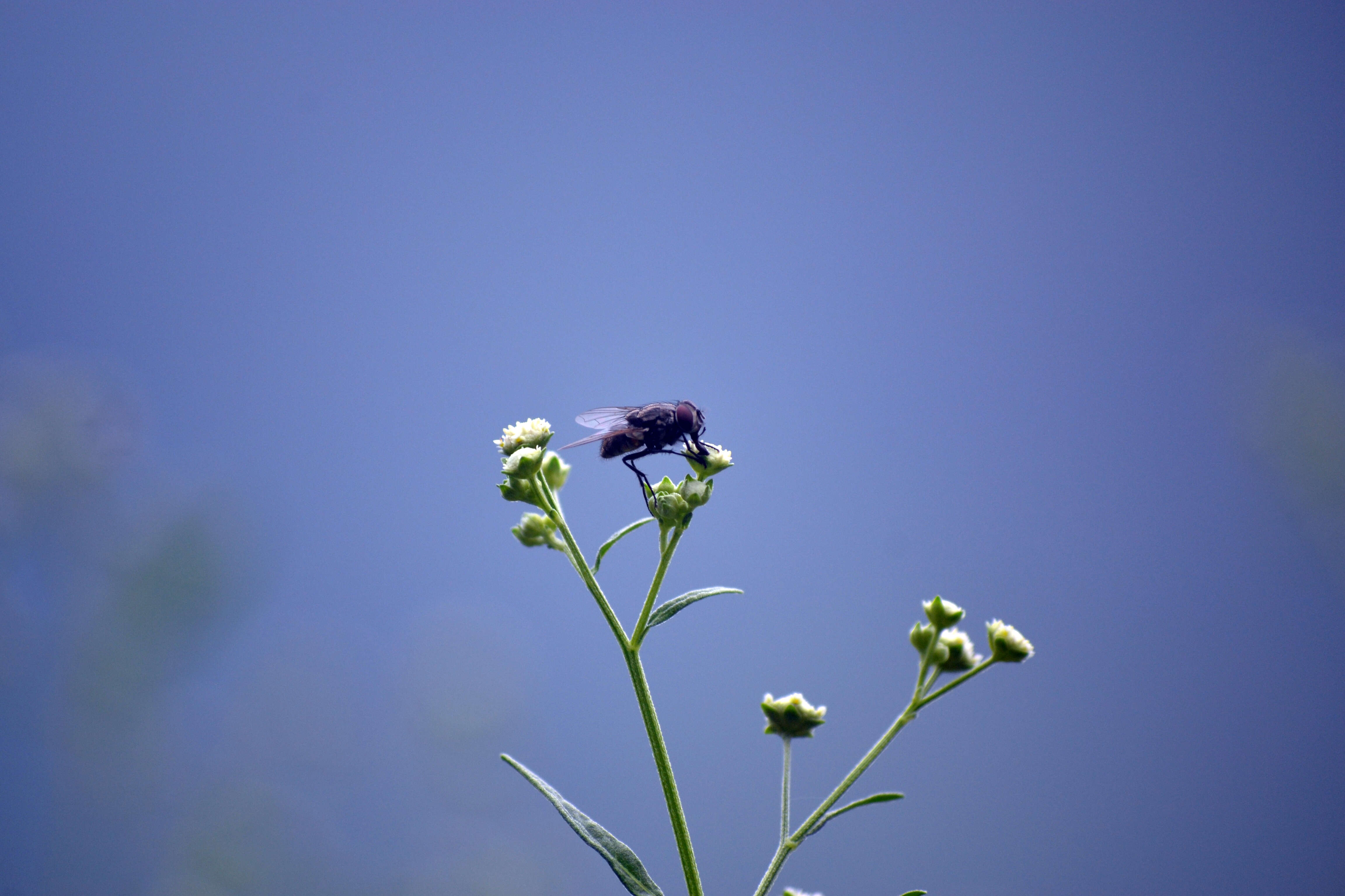 Image of house fly