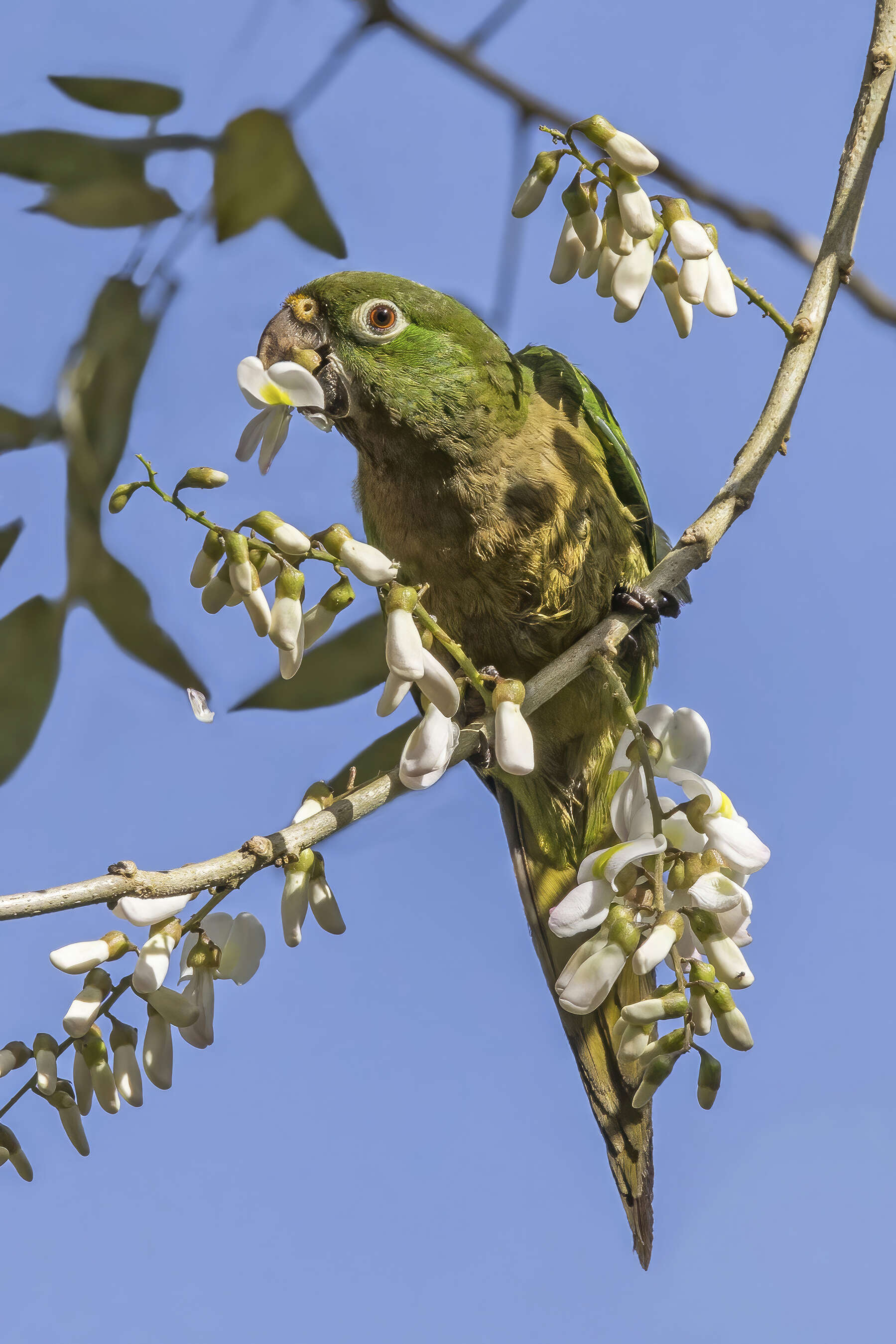 Image of Aratinga nana