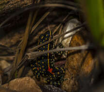 Image of Lutz's Poison Frog