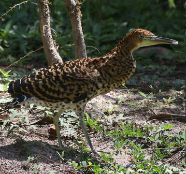 Image of Fasciated Tiger Heron