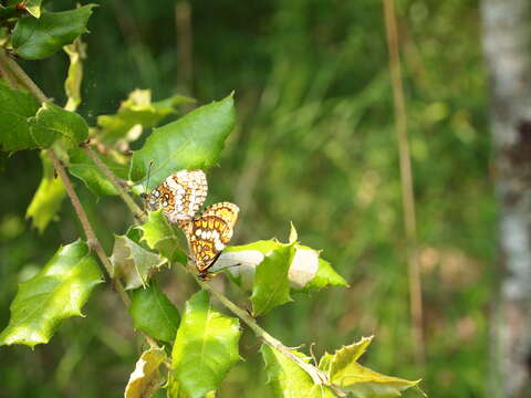 Image of Melitaea athalia