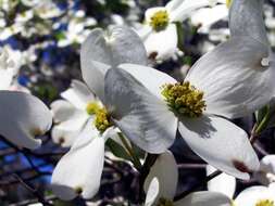 Image of flowering dogwood