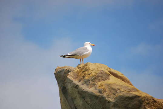 Image of Lesser Black-backed Gull