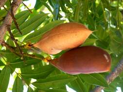 Image de Castanospermum