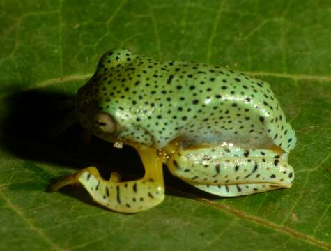 Image of Malabar Gliding Frog