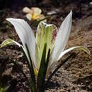 Image of Romulea viridibracteata M. P. de Vos