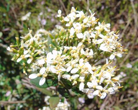 Image of viscid daisybush