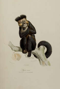 Image of Black Capuchin