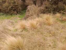 Image of silver tussock