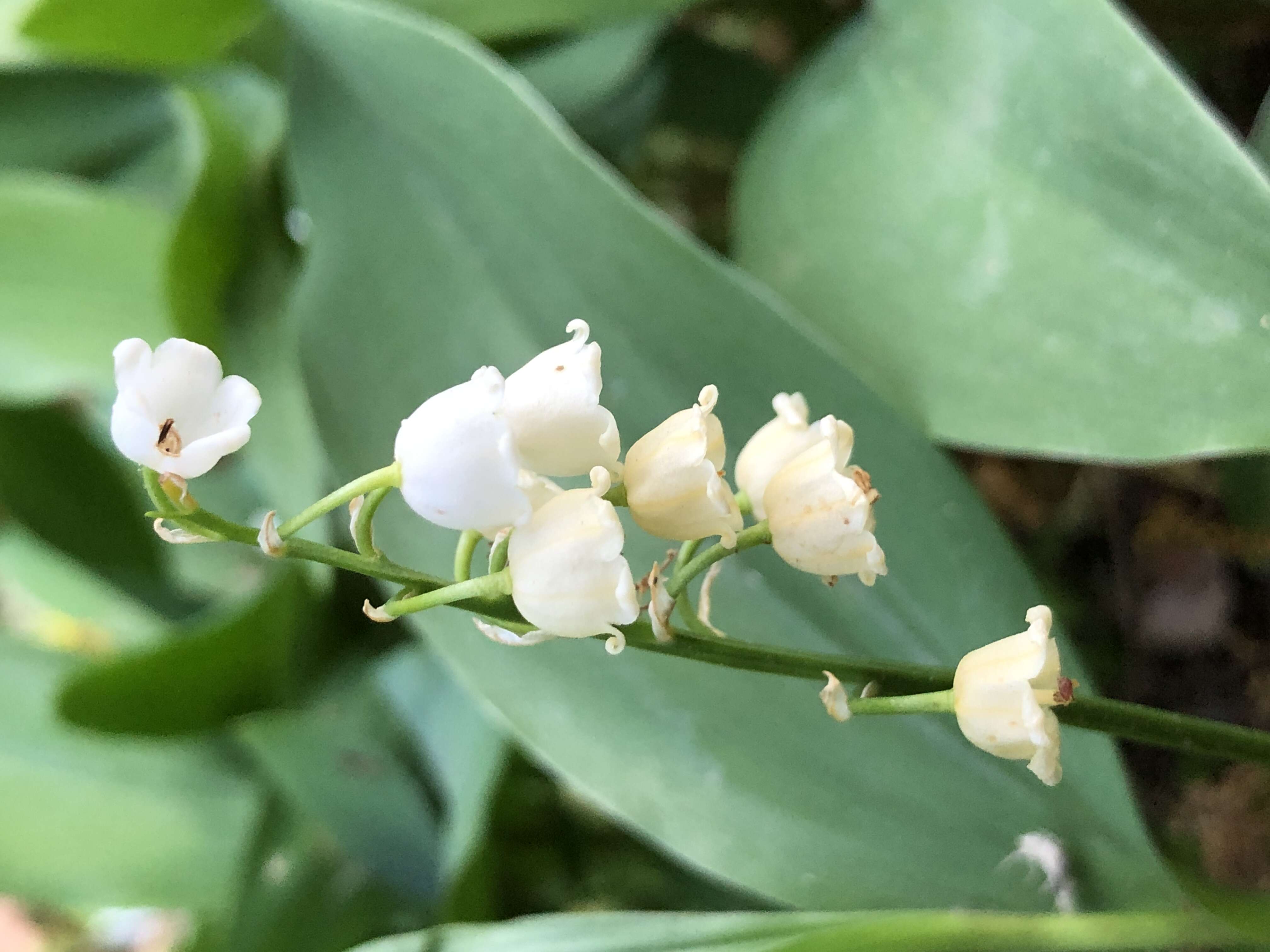 Image of convallaria