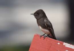 Image of Eastern Phoebe