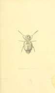 Image of Sminthurinus aureus (Lubbock & J 1862)