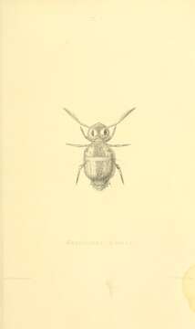 Image of Sminthurinus aureus (Lubbock & J 1862)