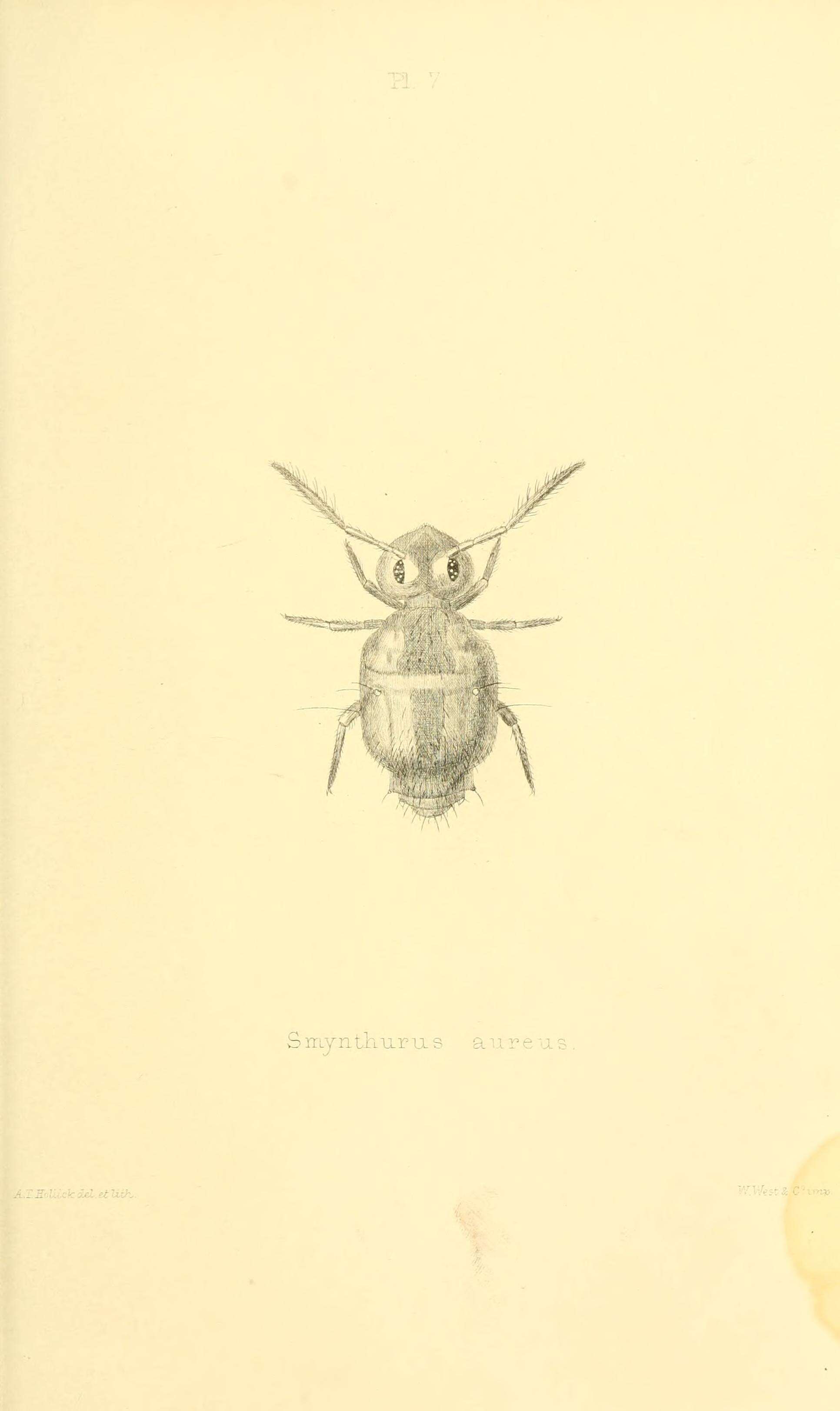 Image de Sminthurinus aureus (Lubbock & J 1862)