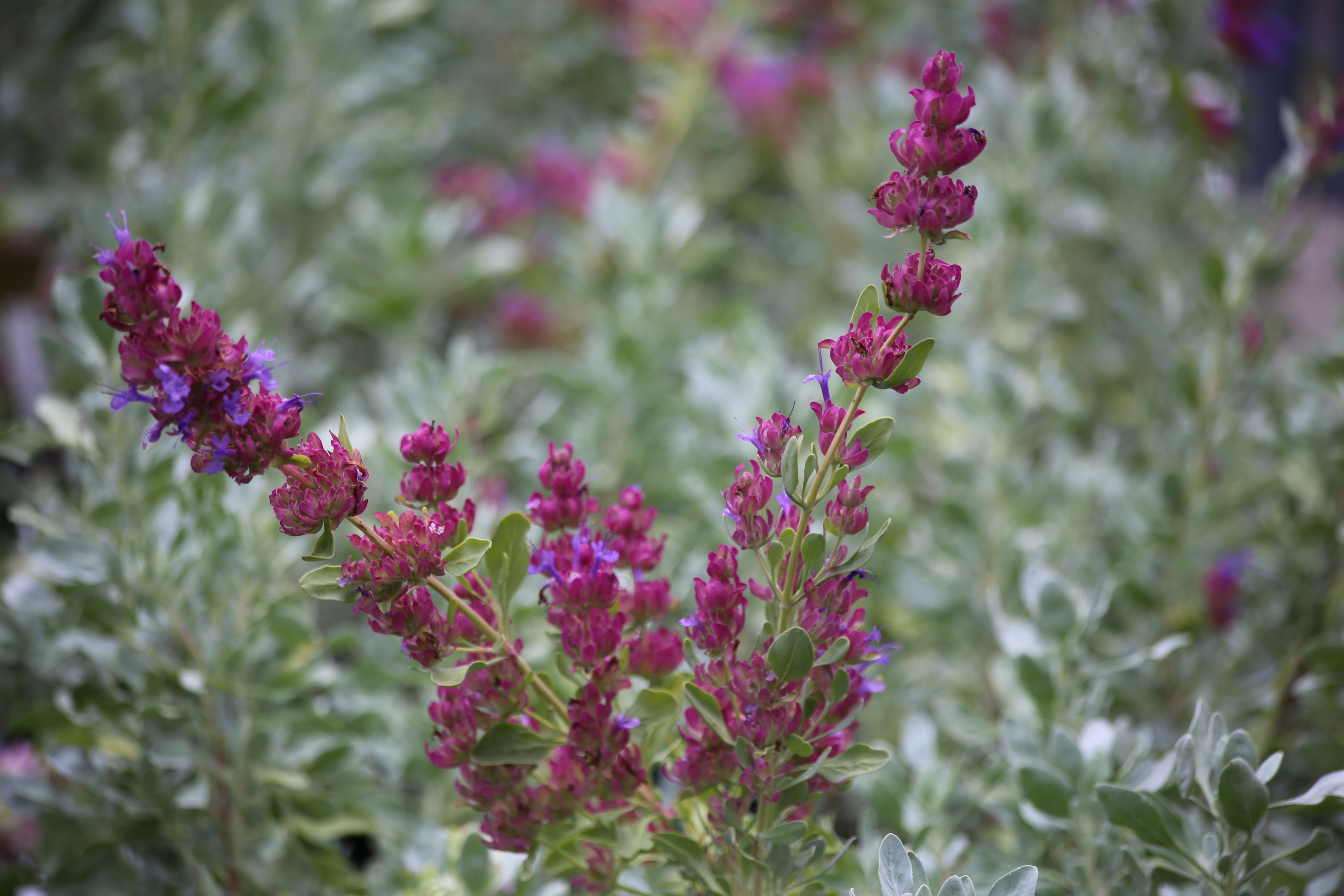 Sivun Salvia pachyphylla Epling ex Munz kuva