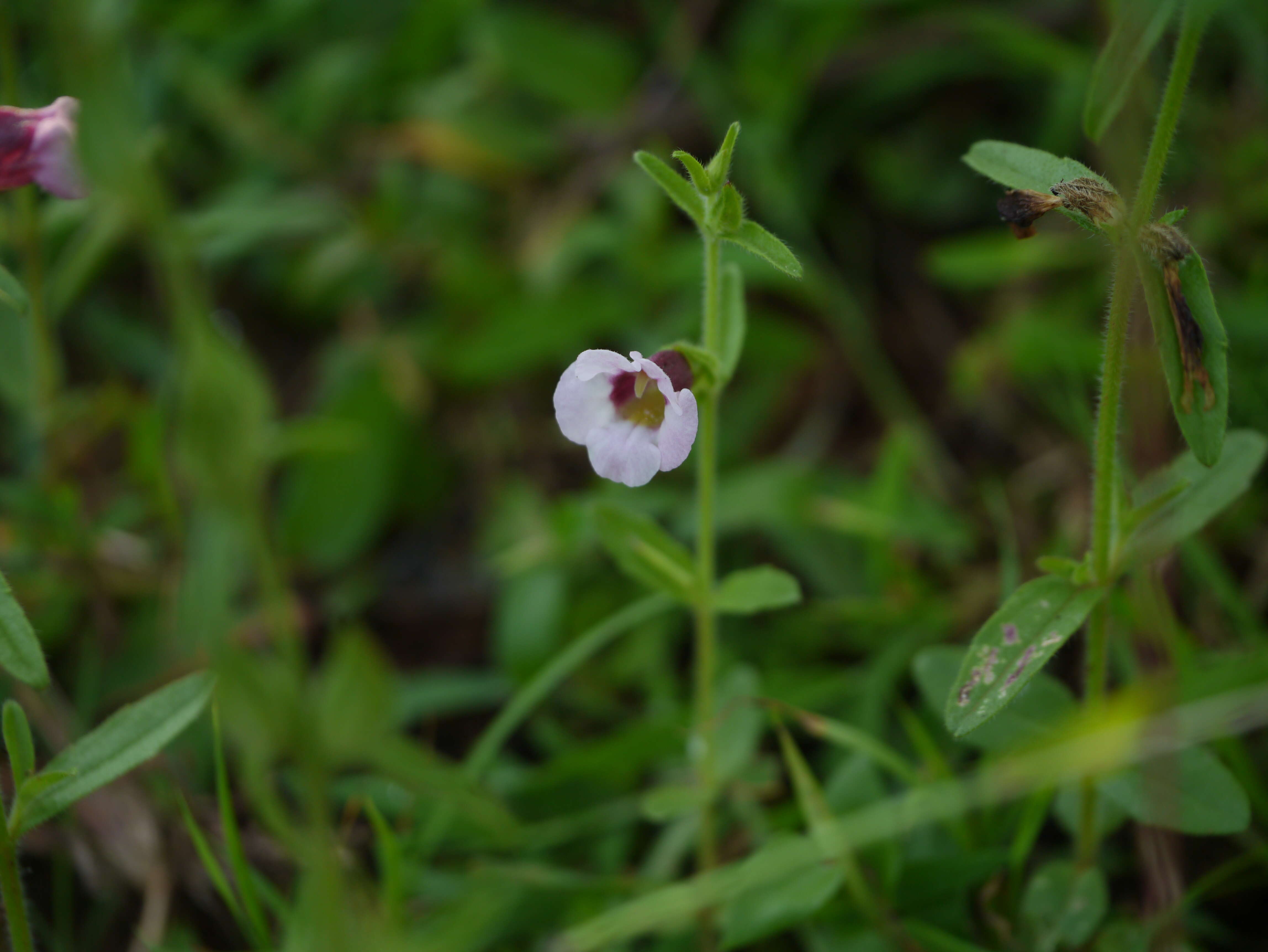 Image of Centranthera indica (L.) Gamble