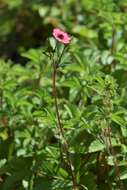 Image of Potentilla nepalensis Hook.