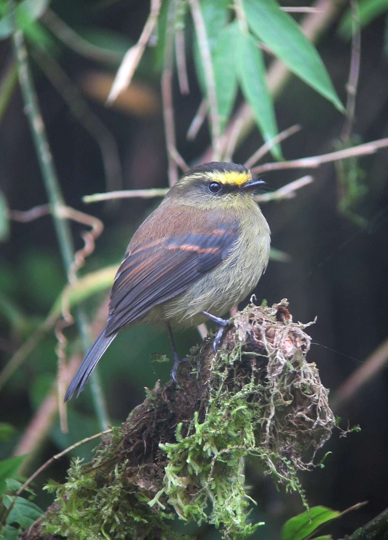 Silvicultrix diadema (Hartlaub 1843)的圖片