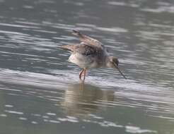 Image of Spotted Redshank