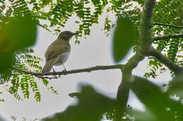 Image of Falkenstein's Greenbul