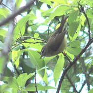 Image of Yellow-bellied Bush Warbler