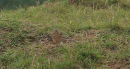 Ctenomys pearsoni Lessa & Langguth 1983 resmi