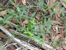 Image of Glycine cyrtoloba Tindale