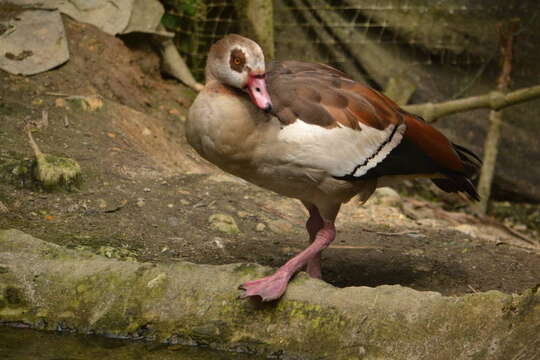 Image of Egyptian Goose